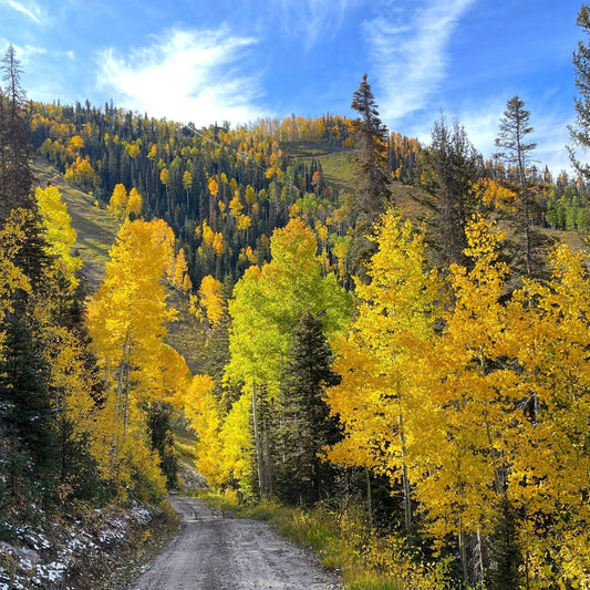Top 5 Places to Hike For Fall Leaves in Telluride, Colorado! - Telluride Shop
